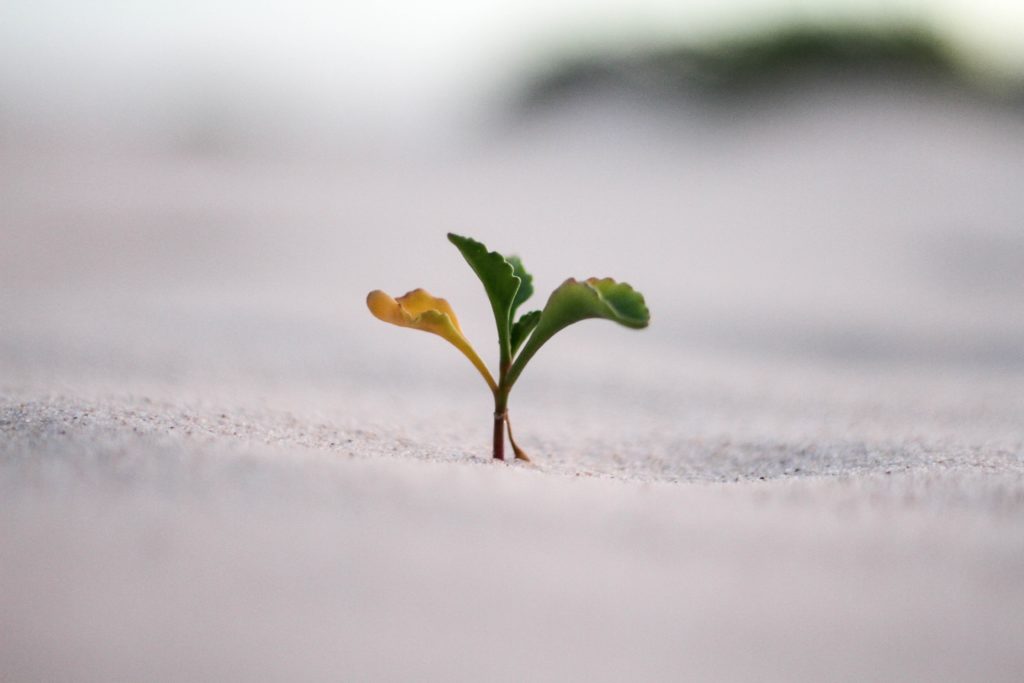 Seedlings turn into plants and grow with email marketing