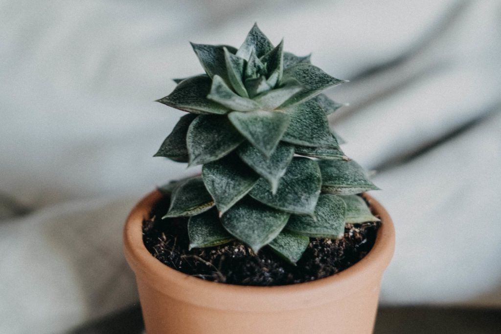 Like a plant, email marketing helps your business grow